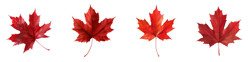 Four vibrant red maple leaves in a row, symbolizing the beauty of autumn and nature's colorful transformation during the fall season. transparent background