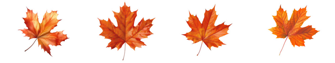 Obraz premium Four vibrant autumn maple leaves with a gradient of red and orange, symbolizing the beauty of fall foliage and nature's seasonal change. transparent background