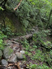 The Shiratani Unsuikyo Ravine on Yakushima is a lush nature park containing several ancient cedars, Yakushima is a World Heritage Site island located in Kagoshima Prefecture, Kyushu, Japan