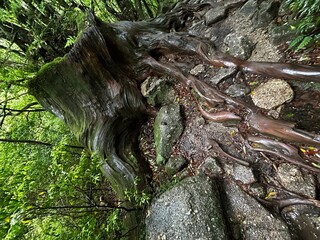 The Shiratani Unsuikyo Ravine on Yakushima is a lush nature park containing several ancient cedars, Yakushima is a World Heritage Site island located in Kagoshima Prefecture, Kyushu, Japan