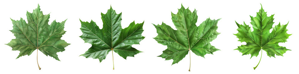 Fototapeta premium Close-up of four fresh green maple leaves lined up against a white background. Perfect for nature, botanical, and seasonal themes. transparent background