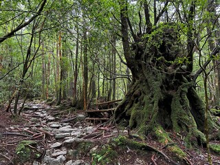 The Shiratani Unsuikyo Ravine on Yakushima is a lush nature park containing several ancient cedars, Yakushima is a World Heritage Site island located in Kagoshima Prefecture, Kyushu, Japan