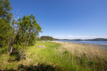 A grassy field with a tree in the foreground