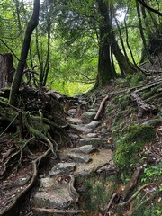 The Shiratani Unsuikyo Ravine on Yakushima is a lush nature park containing several ancient cedars, Yakushima is a World Heritage Site island located in Kagoshima Prefecture, Kyushu, Japan