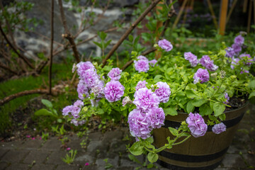 Obraz premium A cluster of vibrant pink petunias, full of delicate blooms, thrives in a wooden barrel planter. Lush green leaves surround the flowers, creating a beautiful contrast of colors and textures.