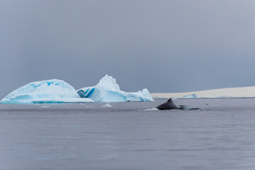 Close-up of the back of a diving humpback whale -Megaptera novaeangliae- including the dorsal fin...