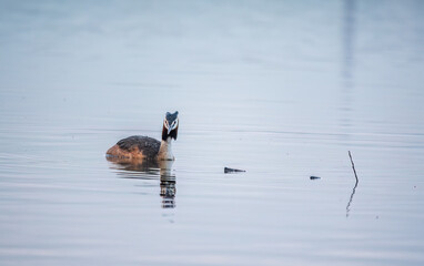 The waterfowl bird Great Crested Grebe swimming in the calm lake