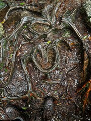 The Shiratani Unsuikyo Ravine on Yakushima is a lush nature park containing several ancient cedars, Yakushima is a World Heritage Site island located in Kagoshima Prefecture, Kyushu, Japan