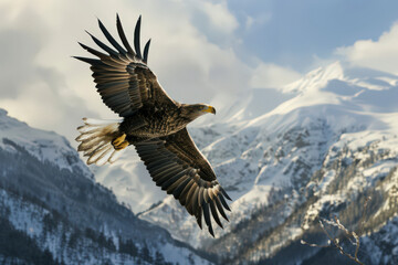 Fototapeta premium Bald eagle flying and gliding slowly and majestic on the sky over high mountains. Concept of wildlife and pure nature.