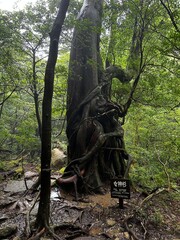 The Shiratani Unsuikyo Ravine on Yakushima is a lush nature park containing several ancient cedars, Yakushima is a World Heritage Site island located in Kagoshima Prefecture, Kyushu, Japan