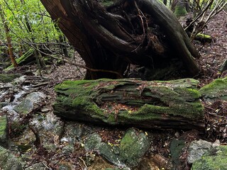 The Shiratani Unsuikyo Ravine on Yakushima is a lush nature park containing several ancient cedars, Yakushima is a World Heritage Site island located in Kagoshima Prefecture, Kyushu, Japan