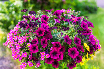 Close up of purple and pink Petunias in outdoor hanging basket in summer. 