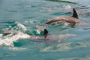 Obraz premium ドルフィンスイムで可愛いミナミハンドウイルカの群れが出迎えてくれた。 白い子イルカもいる。 日本国石川県七尾市能登島 - 2017年5月5日。 北陸地方の石川県、能登半島の先端にある能登島（北緯37度07分、東経136度59分）は、ミナミハンドウイルカの地球上の北限の生息地として知られている。 Indian Ocean Bottlenose Dolphin (Tursiops aduncus) 