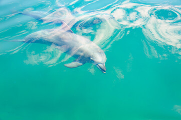 ドルフィンスイムで可愛いミナミハンドウイルカの群れが出迎えてくれた。
白い子イルカもいる。
日本国石川県七尾市能登島 - 2017年5月5日。
北陸地方の石川県、能登半島の先端にある能登島（北緯37度07分、東経136度59分）は、ミナミハンドウイルカの地球上の北限の生息地として知られている。
Indian Ocean Bottlenose Dolphin (Tursiops aduncus)
