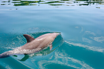 Obraz premium ドルフィンスイムで可愛いミナミハンドウイルカの群れが出迎えてくれた。 白い子イルカもいる。 日本国石川県七尾市能登島 - 2017年5月5日。 北陸地方の石川県、能登半島の先端にある能登島（北緯37度07分、東経136度59分）は、ミナミハンドウイルカの地球上の北限の生息地として知られている。 Indian Ocean Bottlenose Dolphin (Tursiops aduncus) 