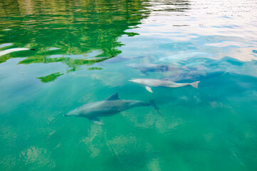 ドルフィンスイムで可愛いミナミハンドウイルカの群れが出迎えてくれた。
白い子イルカもいる。
日本国石川県七尾市能登島 - 2017年5月5日。
北陸地方の石川県、能登半島の先端にある能登島（北緯37度07分、東経136度59分）は、ミナミハンドウイルカの地球上の北限の生息地として知られている。
Indian Ocean Bottlenose Dolphin (Tursiops aduncus)

