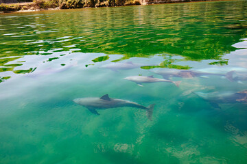 ドルフィンスイムで可愛いミナミハンドウイルカの群れが出迎えてくれた。
白い子イルカもいる。
日本国石川県七尾市能登島 - 2017年5月5日。
北陸地方の石川県、能登半島の先端にある能登島（北緯37度07分、東経136度59分）は、ミナミハンドウイルカの地球上の北限の生息地として知られている。
Indian Ocean Bottlenose Dolphin (Tursiops aduncus)
