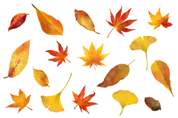 紅葉した落ち葉の水彩画イラスト