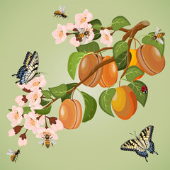 Branch with apricots in a color illustration.Vector illustration with a branch of apricot and insects on a colored background.