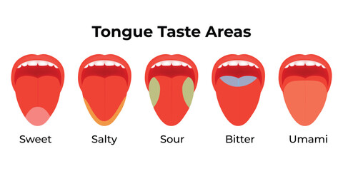 Tongue Taste Areas Science Design Vector Illustration Diagram