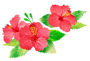 ハイビスカスの花　夏　手描きイラスト　南国イメージ © M