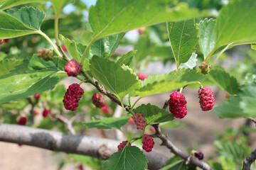 Fototapeta premium red mullberries on a branch