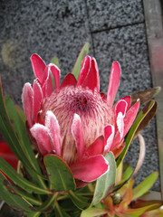 red big flower of Protea closeup 