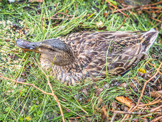 Duck hatching ducklings. Duck nest