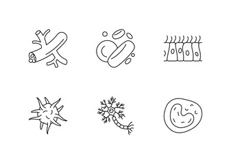 Human body cells - blood vessel, leukocyte, epithelium, thrombocyte, neuron, leukocyte. Blood, brain cell, skin. Linear illustration, editable stroke, thin line