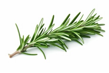 Fototapeta premium Fresh Rosemary Sprig on White Background