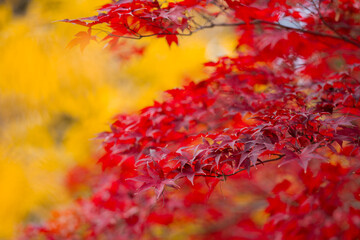Fall season. Autumn leaves, gold and red leaves of autumn background. Maple leaves. Colorful autumn leaves. natural background. Falling autumn.