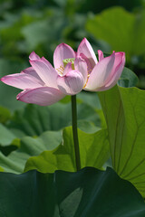 Fototapeta premium pink lotus flower