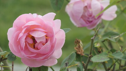 pink rose flower
