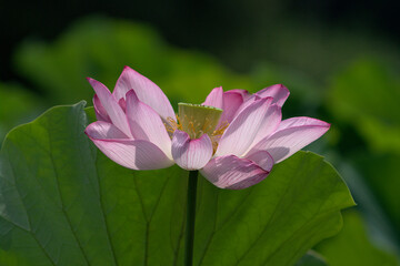 pink lotus flower