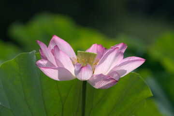 pink lotus flower