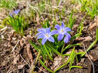 春の花、チオノドクサ