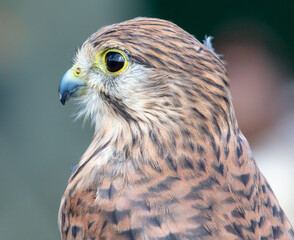 Portrait of a falcon in nature