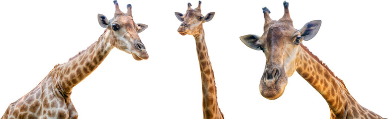 Giraffe long neck safari animal set isolated on white background