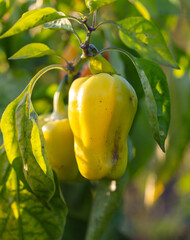 Yellow bell pepper on a plant