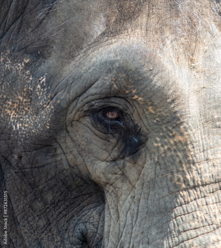 Sticker close-up of an elephant's eye