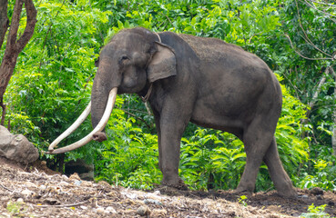 Portrait of an elephant with large tusks in a tropical park