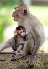 Fototapeta premium Monkey with baby in tropical park