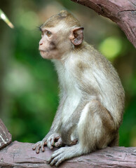 Obraz premium Monkey outdoors in a tropical park