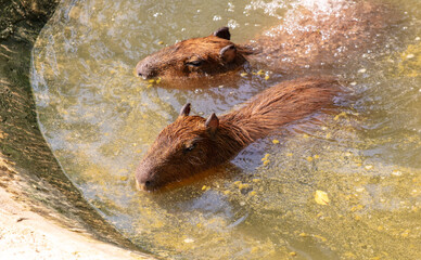 Capybaras swim in the water in nature