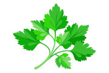 Fototapeta premium Fresh green leaves of coriander. Vector illustration