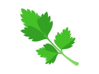 Fresh green leaves of coriander. Vector illustration