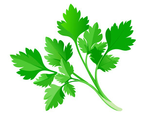 Fresh green leaves of coriander. Vector illustration