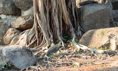 Large roots of a tree in the tropics