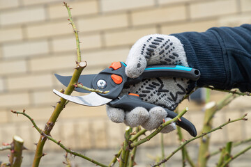 Pruning, gardening tools. Farmers hand prunes and cuts branches of a rosa bush in the garden with...