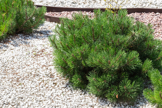Mountain pine, dwarf mountain pine, scrub mountain pine, Swiss mountain pine. Cultivar dwarf mountain pine Pinus mugo var. pumilio on a city park or square. Garden design concept.